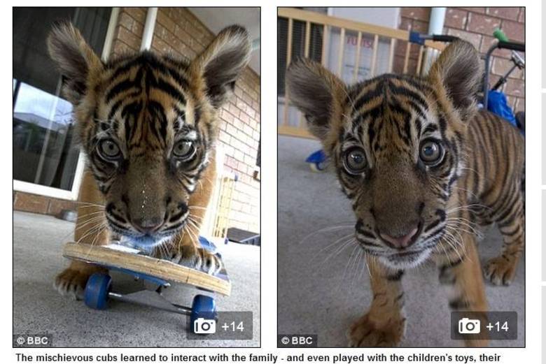 Os tigres também aproveitam os brinquedos da família e até se divertem com o skate Os tigres também aproveitam os brinquedos da família e até se divertem com o skate