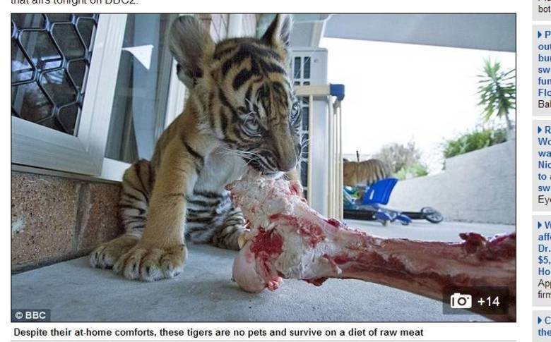 A espécie de tigre dificilmente sobrevive em cativeiro. Por isso, Giles
Clark se ofereceu para levá-los para casa
A espécie de tigre dificilmente sobrevive em cativeiro. Por isso, Giles
Clark se ofereceu para levá-los para casa