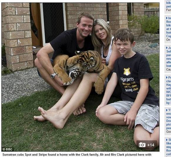 Nada como um álbum de família: papai, mamãe, filhinho e os dois tigres de estimação. Sim, tigres. A família Clark vive com os dois animais selvagens como se fossem gatinhos