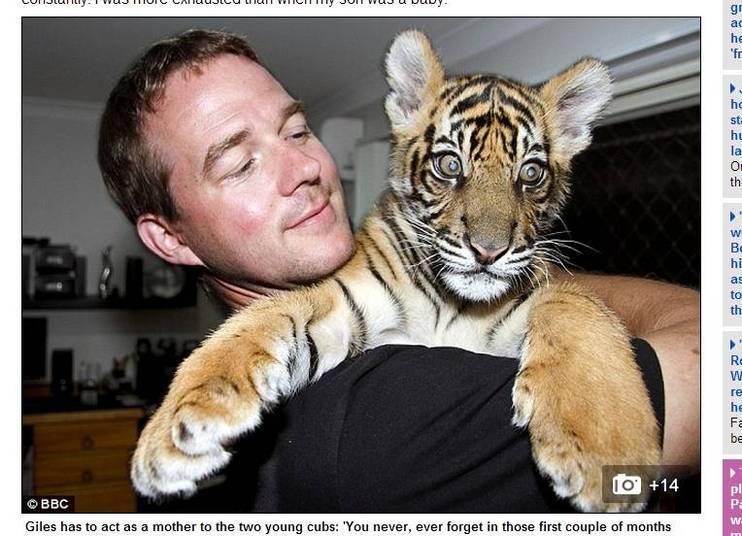 Giles Clark é apaixonado por felinos selvagens desde a adolescência Giles Clark é apaixonado por felinos selvagens desde a adolescência