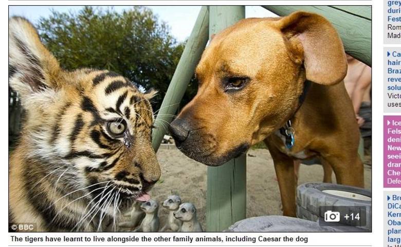 Os animais também passaram a interagir com o cachorro da família Os animais também passaram a interagir com o cachorro da família