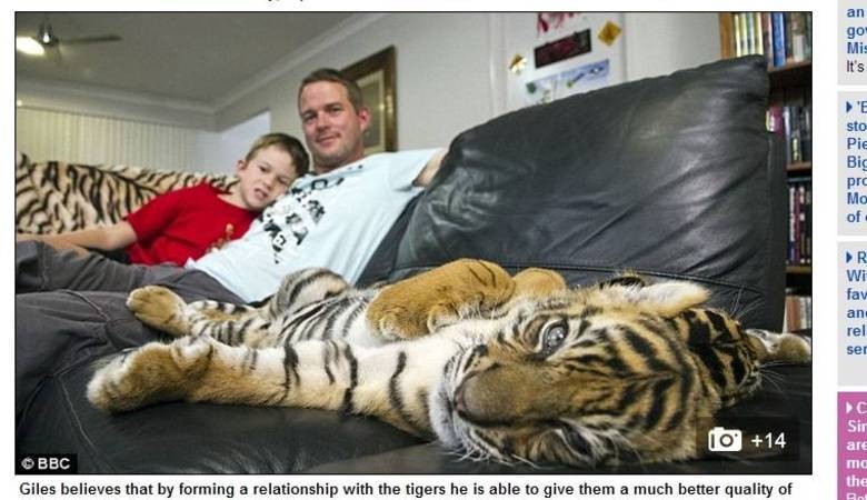 Os tigres foram adquirindo hábitos quase humanos, de subir na cama a
esparramar-se no sofá da sala
Os tigres foram adquirindo hábitos quase humanos, de subir na cama a
esparramar-se no sofá da sala