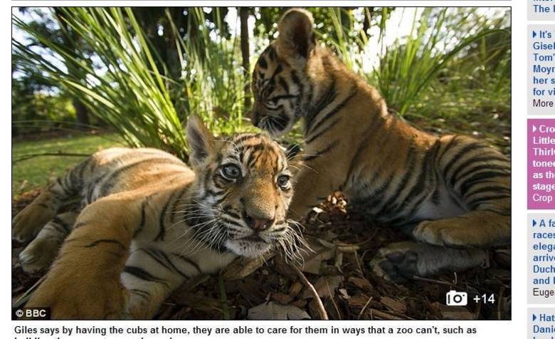 Giles e Clark são dois tigres-de-sumatra, uma das espécies mais
ameaçadas de extinção
Giles e Clark são dois tigres-de-sumatra, uma das espécies mais
ameaçadas de extinção