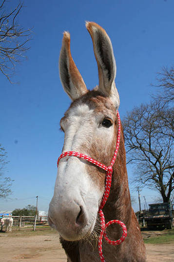 Galo Cego declarou ter um cavalo, avaliado em R$ 500, e um burro, parecido com o da foto, também de R$ 500