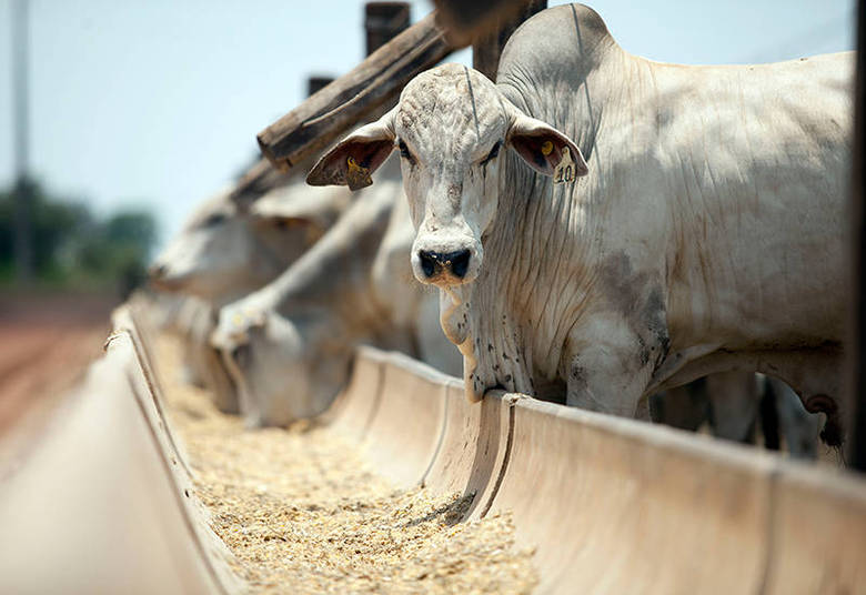Garnero investe bastante em gado. Ele tem, por exemplo, uma vaca da raça Nelore avaliada em R$ 260 mil