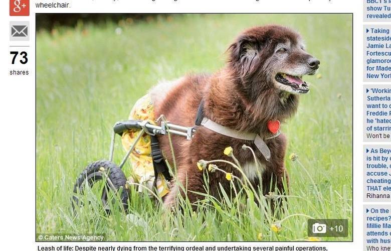 Quem vê a cadela Ashley hoje correndo de cadeira de rodas pelos
campos de um santuário animal nos Estados Unidos nem imagina o sofrimento que
ela passou até chegar nesse estágio. Após ser agredido ainda filhote, a mistura
de chow-chow ficou com as pernas paralisadas