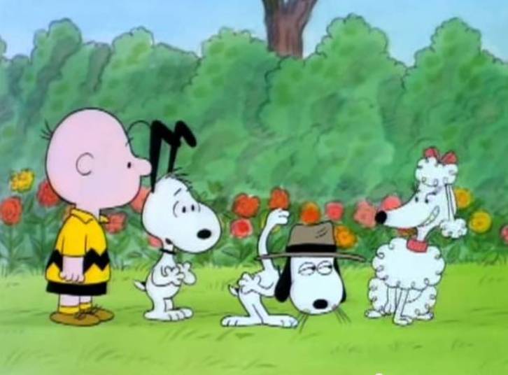 Charlie Brown é o exemplo de desenho que deu certo e ainda
promete encantar diversas gerações. Poucas pessoas sabem, mas a criação de Schulz
data de 1950. O desenho retratava as inseguranças do personagem que sempre
cruzava com alguma situação complicada, mas nunca desistia devido à
determinação e esperanças inesgotáveis. Nas telinhas, ele nunca chegou a ter
mais que 11 anos. Assim como muitos cartoons, ele tinha um cachorro de estimação,
Snoopy — que na verdade “mandava” no dono e sumia quando lhe dava na telha. O
elenco contava com Lucy, Patty Pimentinha , Marcie e Lino, sempre acompanhado
de um cobertor azul. A curiosidade é que os adultos da animação não podiam ser
ouvidos nem vistos, apenas da cintura para baixo 