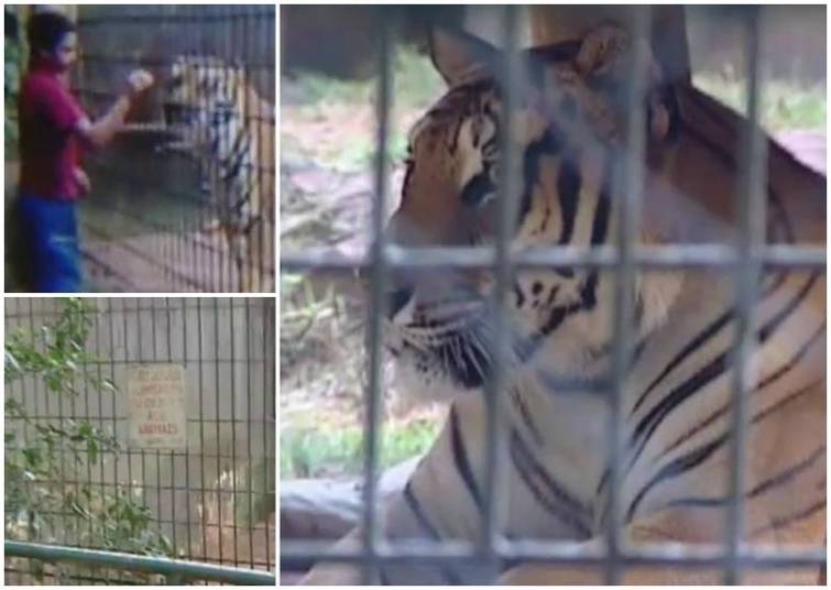 Um menino de 11 anos foi atacado por um tigre em um zoológico de Cascavel, no Paraná. A criança perdeu o braço na altura do ombro, segundo o hospital. O garoto invadiu a área de segurança para tocar o animal. O pai dele, que teria colocado o menino lá dentro, foi levado para a delegacia para prestar depoimento e depois foi liberado. Segundo a polícia, ele pode ser indiciado por lesão corporal grave. A pena é de quatro a oito anos de prisãoDo R7, com Balanço Geral