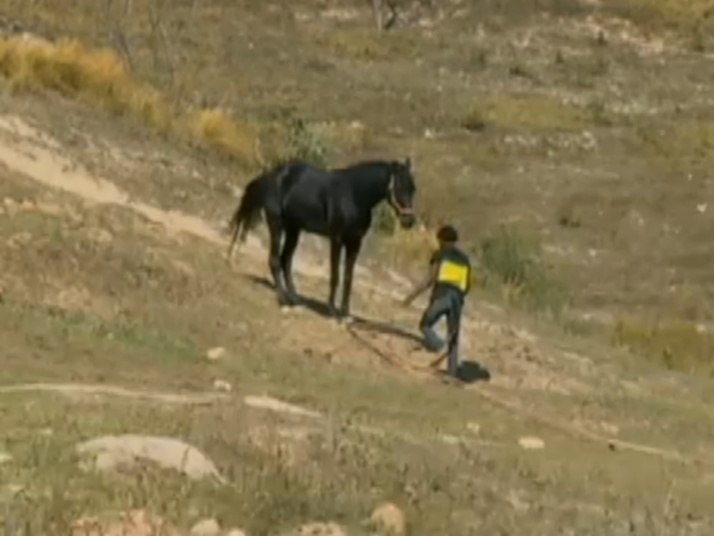 Cercado de muitos cavalos em um terreno afastado da cidade,
o garoto de apenas 14 anos vive neste local a pelo menos dois meses. Os pais
eram alcoólatras e morreram ainda quando o filho era bebêAdolescente órfão vive entre cavalos em condições sub-humanas em BH