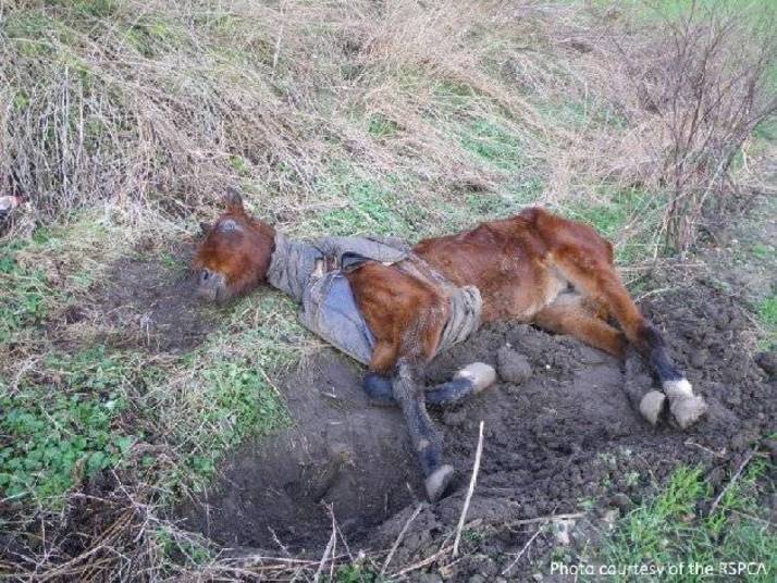 



Em fevereiro do ano passado, uma égua, de 5 anos, foi
encontrada numa situação miserável. Morrendo de fome e desesperadamente fraca,
Polly e mais outros dois cavalos passavam por um estado chocante.
Aparentemente, os três animais foram abandonados em um campo aberto perto de
Buckinghamshire, na Inglaterra. Quando os voluntários da RSPCA, uma instituição
para a prevenção da crueldade contra os animais que atua na Inglaterra e nos
Países de Gales, encontraram os três, afirmaram que foi o pior caso de maus
tratos em cavalos que já tinham visto

'>Cavalos foram mau tratados no DF