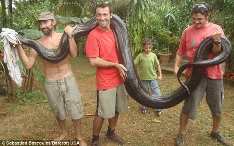 Bravo, um professor de matemática entrou em um rio e conseguiu
capturar uma gigantesca anaconda com as próprias mãos em Matoury, na Guiana Francesa, que tinha
comido o cachorro de seu amigo horas antes. Sebastien Bascoules, de 39 anos,
capturou a cobra de quase 6 metros de comprimento e revelou que tinha realizado seu sonho Veja os perigos da Amazônia