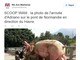 Outro internauta comparou o atacante com um porco devido ao seu excesso de peso.— Na foto chegada de Adriano à Normandia e o caminho do Le Havre