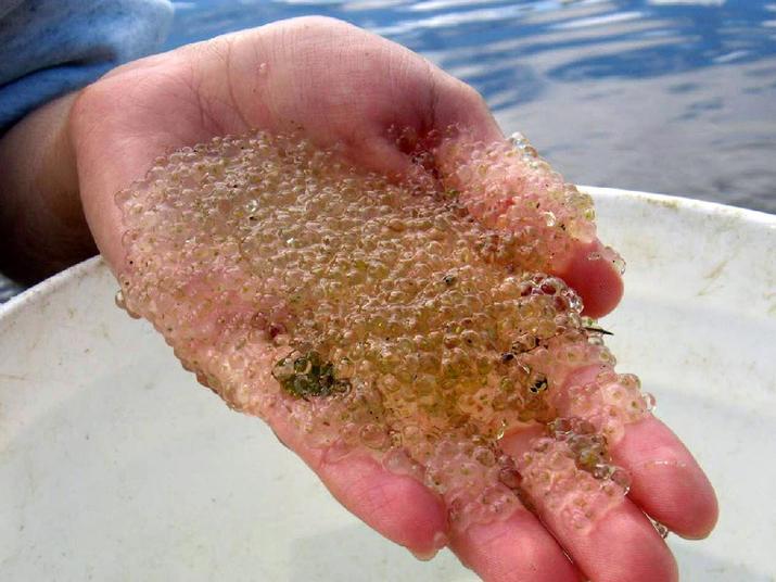 O que mais assusta os cientistas, entretanto, é que mesmo que seja possível retomar os níveis normais de cálcio os danos são tão grandes que deve demorar décadas para o equilíbrio se restabelecer
