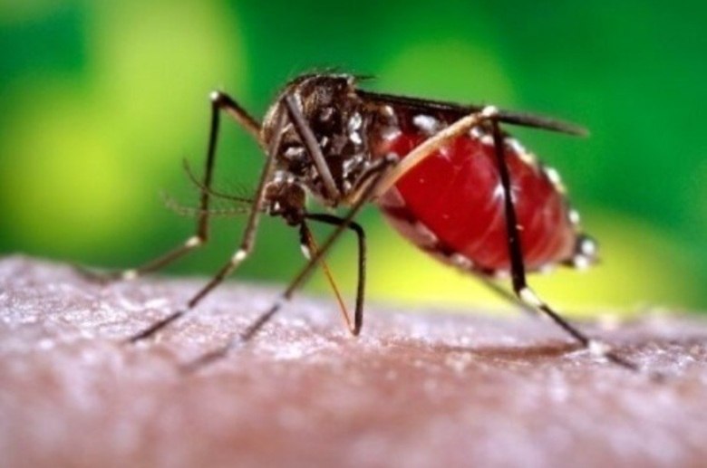 Só a fêmea do aedes aegypti pica. Ela precisa do sangue porque ele contém uma proteína necessária na hora de formar seus ovos. Não que, caso não se alimente, ela não consiga botá-los — eles serão apenas inférteis, como esclarece Bernardini. 
— Em um mês, uma fêmea põe ovos de 15 a 20 vezes. E a quantidade de ovos é variável de acordo com a
qualidade da fêmea, mas podem ser de 150 a 300, em média. E, destes ovos, 80% serão viáveis e se tornarão novos mosquitos