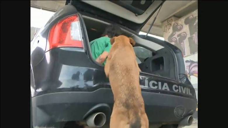 Não satisfeito, o bicho colocou as patas na viatura...