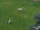 Cavalos galopam nos jardins do local. A equoterapia, tratamento feito com estes animais, é tida como muito proveitosa para a recuperação e o equilíbrio de pacientes, inclusive na parte motora. Não se sabe, porém, se isto está sendo aplicado no ex-piloto