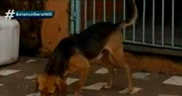 Cão vira-lata salva idoso de ser eletrocutado no sul de Minas - R7