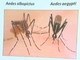 — Já na febre chikungunya, a vermelhidão se manifesta na fase inicial da doença e ela é considerada crônica, pois mais da metade dos indivíduos infectados desenvolvem artrite. As dores nas articulações podem durar até seis meses, atrapalhando a vida da pessoa. “Parece que os ossos vão quebrar”, diz mulher com suspeita de Febre ChikungunyaA Bahia é o Estado com maior número de casos da febre Chikungunya no País.
