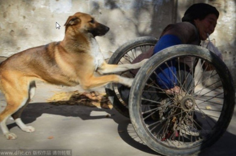 Ma também ganhou uma cadeira de rodas novinha. Mas, por ser mais alta, ele teve dificuldades em descer e subir na cadeira. Parece que Big Yellow continuará ajudando o amigo