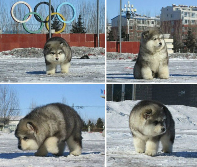 Olha que lindo esse mascote!