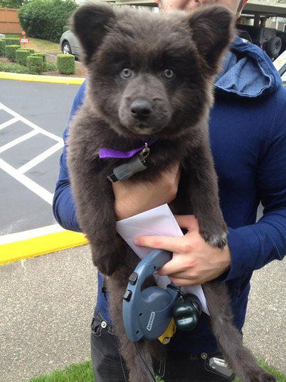 É um cão ou um urso?