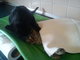 Mascote de um abrigo de animais polonês, o gato Radamenes virou enfermeiro dos pacientes e a atração da cidade. O felino fica ao lado dos bichos que se recuperam de doenças e cirurgias, e lhes faz carinho e massagens