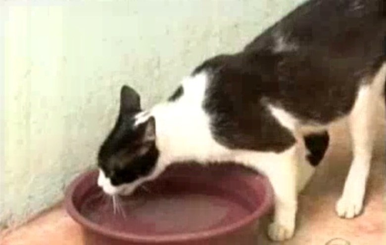 Todos os dias, Rocha vai até as baias para alimentar, vacinar e fazer carinho nos gatos. Ele gasta mais de 400 quilos de ração por mês e 1.000 litros de água por dia para tratar dos bichinhos