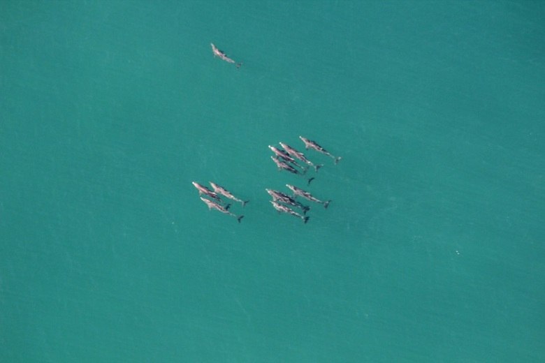 Um grupo de 11 golfinhos foi visto nadando na praia da Reserva, zona oeste do Rio, na manhã desta segunda-feira (8)