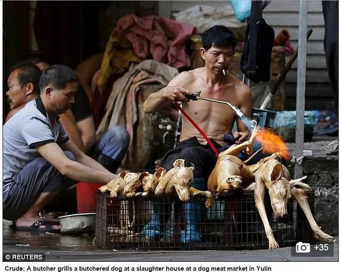 Muitos dos animais mortos para servir de comida para o festival de Yulin so bichos de estimao roubados de seus donos, e a maioria dos caminhes que transportam a carne dos cachorros no pas no tem as condies de limpeza exigidas pelas leis da China