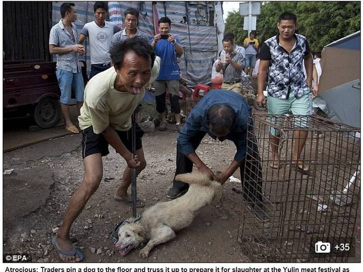 Nos prximos dias, milhares de cachorrinhos sero esfolados vivos, abatidos e comidos na China no tradicional Festival Anual da Carne de Yulin, na regio autnoma de GuangxiATENO: ALGUMAS IMAGENS A SEGUIR SO FORTES