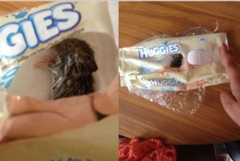 Algum disse que poderia ter sido o seu gato que matou o bicho e colocou l dentro. Mas ela duvida muito, pois no h furos no pacote, alm do padro.Ela questiona: 'Como um gato iria conseguir abrir o pacote e colocar o rato embaixo de uns 10 lenos umedecidos?'