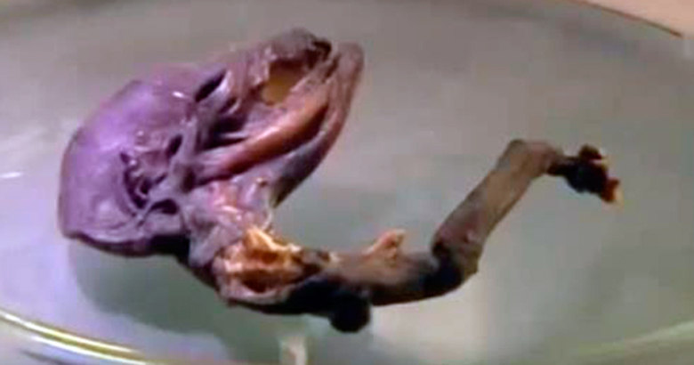O alien, ou o mutante, tem o crânio deformado, sem pescoço, garra nos pés e corpo curvado 