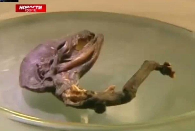 Esses moradores, que levaram o ser a cientistas locais e logo ganhou reportagens em sites de notícias e jornais, acreditaram ter dado de cara com um esqueleto de peixe ou uma ave. Outros cogitaram ser um feto humano. Galinha mutante foi outra expressão usada para definir o bicho. Mas biólogos descartaram todas essas possibilidades e continuam estudando o caso. Ufólogos já chamaram o monstrengo de 'alien' ou 'ET'R7 Play: assista à programação da Record como e onde quiser. Experimente