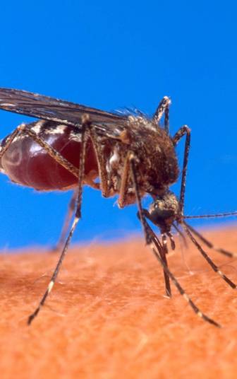 Outra curiosidade é que, ao contrário dos seres humanos, o aedes aegypti não tem temperatura própria. Com isto, ele adquie a temperatura do ambiente. E é por isso, conforme explica o entomologista, que ambientes com ar condicionado dificultam o voo do mosquito.— Mantendo um quarto com uma temperatura de 20ºC, por exemplo, a habilidade do dele vai
ser menor