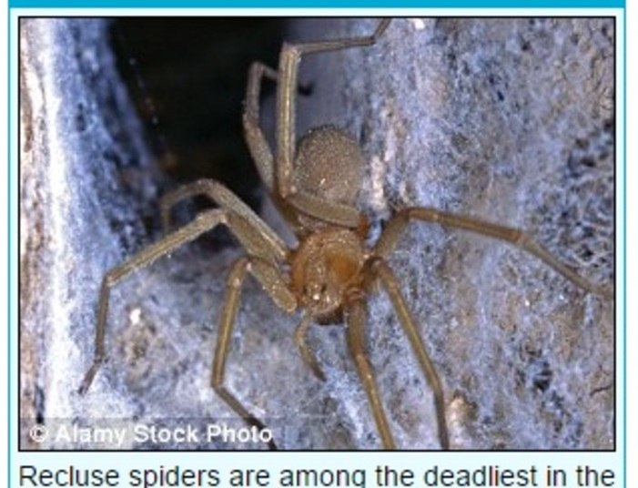 Em setembro
passado, o ingles Jonathon Hogg quase perdeu a perna depois de também ser
atacado por uma aranha da espécie aranha-violino. As dores surgiram quando ele estava
em um avião em direção à África do Sul.

Quando chegou ao hospital, sua perna estava preta, e, para salvar o membro, os
médicos precisaram amputar um grande pedaço dele, onde a aranha tinha espalhado
seu veneno. Hoje, há um enorme buraco na perna de Jonathon — mas ele, pelo
menos, está vivo e saudável.

— A dor era
diferente de tudo que eu já tinha sentido na minha vida. Quando cheguei ao
hospital, minha perna estava em carne viva, aberta, com pus e completamente
preta. Estava tudo muito feio. Eles me disseram que, se eu tivesse demorado só
mais alguns minutos, eu teria perdido a perna e talvez até morrido. Foi
terrível

 Confira o R7 Play e assista à programação da Record na íntegra