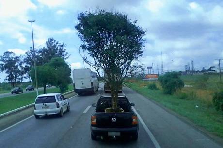 Árvore era transportada em carro na BR-040