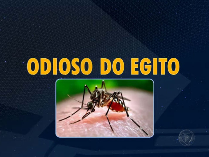 Uma curiosidade: aedes em grego significa 'odioso', e aegypti, em latim, 'do Egito'Confira o R7 Play e assista à programação da Record na íntegra