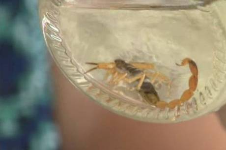 Vigilância Ambiental do DF adverte para alguns cuidados, como vedar ralos