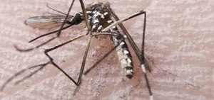 Apenas 20% das pessoas infectadas pelo zika têm sintomas, diz especialista