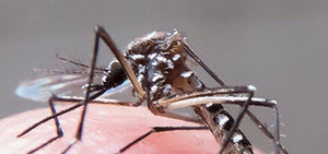 Produção de repelente aumenta 200% com casos de zika e dengue