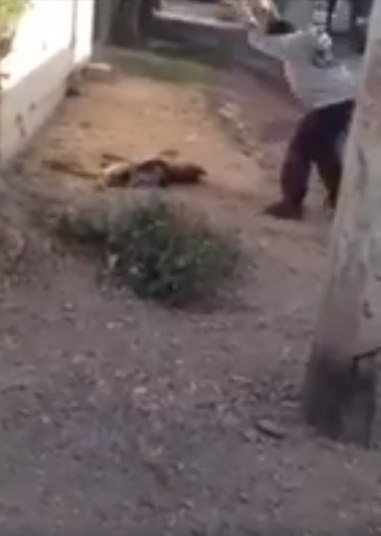 Um vídeo publicado no Facebook pela ONG de defesa dos animais mexicana Huellita con Causa mostra imagens impressionantes de um homem matando um cachorro a pedradas e comendo os olhos do animal na cidade de Culiacán, no Estado de Sinaloa (México).ATENÇÃO: AS IMAGENS A SEGUIR SÃO FORTES