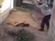 Um vídeo publicado no Facebook pela ONG de defesa dos animais mexicana Huellita con Causa mostra imagens impressionantes de um homem matando um cachorro a pedradas e comendo os olhos do animal na cidade de Culiacán, no Estado de Sinaloa (México).ATENÇÃO: AS IMAGENS A SEGUIR SÃO FORTES