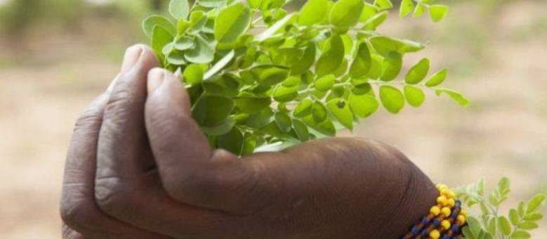 A moringa tem propriedades nutritivas, mas médicos advertem que não deve ser usada indiscriminadamente