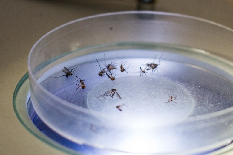 A melhor proteção contra o zika é combater o mosquito Aedes aegypti. VERDADEIRO— O combate é a melhor maneira de se proteger, ao menos por enquanto