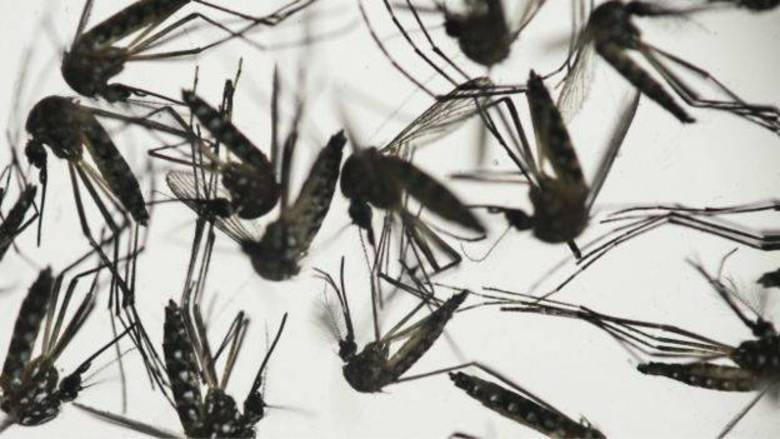 1º de fevereiro de 2016 – “Emergência internacional”Após discutir aspectos relacionados ao risco da proliferação da microcefalia ligada ao zika vírus nas Américas, a OMS decretou situação de 'emergência de saúde pública de interesse internacional' para os casos de má-formação e de disfunções neurológicas. Com isso, a organização espera facilitar a mobilização de dinheiro, recursos e conhecimento científico para o combate à doença