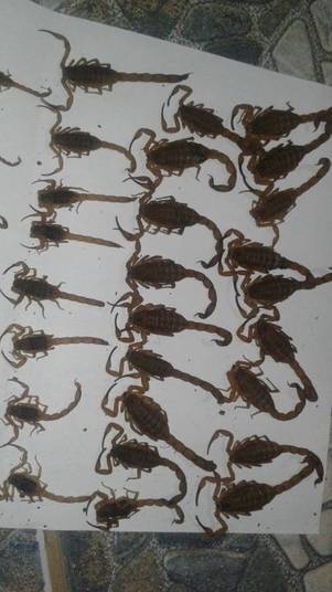 Uma tábua no quintal era o esconderijo de dezenas de escorpiões em uma casa no bairro Eldorado, em Montes Claros, no norte de Minas. A manicure Cláudia Gonçalves Ruas, de 33 anos, se surpreendeu ao descobrir 55 escorpiões na última quarta-feira (24) enquanto o marido fazia uma limpeza na área. Nesta quinta-feira (25), nova surpresa: ao bater nos rodapés, dentro de casa, eles acharam mais 10 aracnídeos 