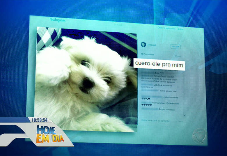 E,
claro, como toda celebridade, Toy também recebe muitos presentes dos fãs. Para
Bacci, o cão se tornou querido por ser muito simpático e educado.— Tem
aquele cachorro que você bate o olho e fala: 'Nossa, que cachorrinho
bonitinho!' e ele é muito bonzinho, então esse olhar que ele tem de bom
menino, de comportado, acho que ele passa isso para as pessoas. Não é só o peso
do dono, não