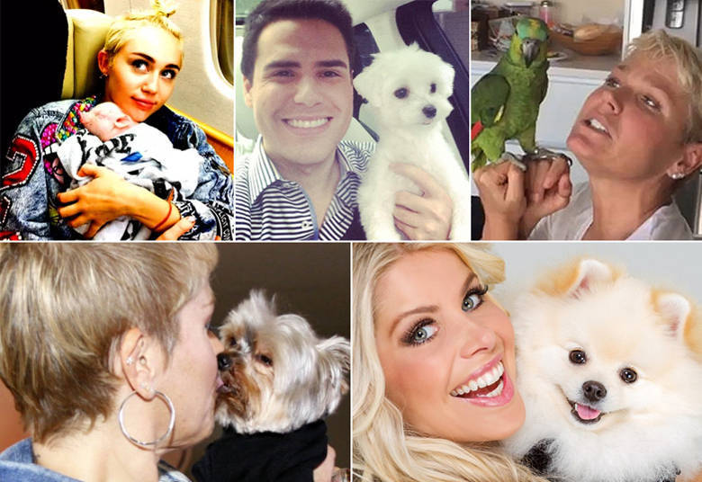 Acostumados
com os holofotes desde muito pequeninos, os bichinhos domésticos das
celebridades ganharam fama na internet e há quem diga que essas mascotes são
até mais famosos que os donos. Dá para acreditar?• Sorriso metálico: cachorro faz sucesso nas redes sociais por usar aparelhos nos dentes• Acesse R7 Play e assista às íntegras do Hoje em Dia! Clique e experimente de graça!