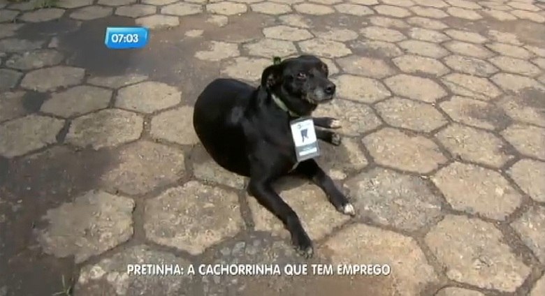 Com pouco mais de meio metro de altura e apenas cinco anos de vida, uma cadela conseguiu um emprego disputado em Ibirit, na regio central de Minas Gerais. Pretinha, como  chamada, trabalha como segurana em uma garagem de nibus da cidade