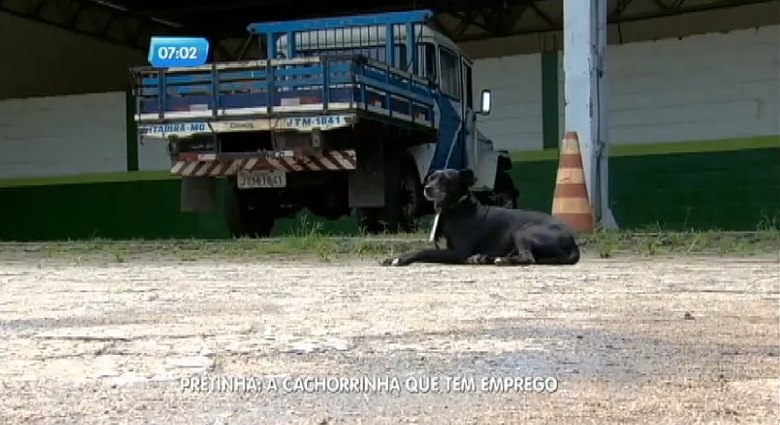 A garagem de ônibus acabou virando residência fixa da cadela. Mas Pretinha não é só moradora.— Ela é funcionária da empresa